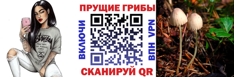 Галлюциногенные грибы Psilocybe  Горбатов 